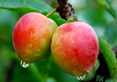 鈣果多少錢一斤？鈣果的營養(yǎng)價值功效作用