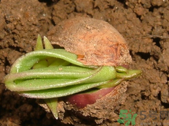 新鮮花生發(fā)芽能吃嗎？發(fā)芽的花生能吃嗎？