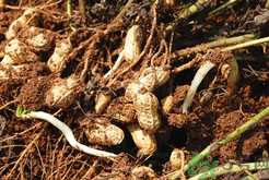 新鮮花生發(fā)芽能吃嗎？發(fā)芽的花生能吃嗎？