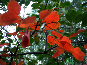 柿子葉能治糖尿病嗎？柿子葉茶能降血糖嗎？