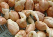 新鮮花生發(fā)芽能吃嗎？發(fā)芽的花生能吃嗎？