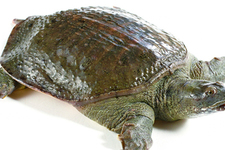 喝甲魚血能治陽(yáng)痿嗎？甲魚血能喝嗎？