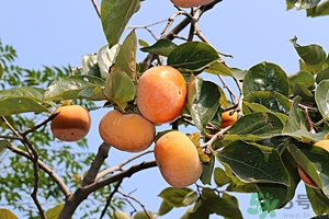 吃柿子嘴澀怎么辦？柿子怎么去澀？