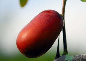 鮮棗能和橘子一起吃嗎？橘子和棗子能一起吃嗎？