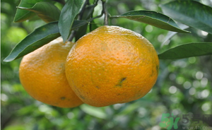 鮮棗能和橘子一起吃嗎？橘子和棗子能一起吃嗎？