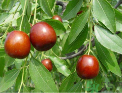 螃蟹和鮮棗能一起吃嗎？螃蟹和大棗能一起吃嗎？