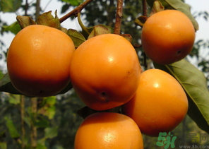 寶寶可以吃柿子嗎？寶寶能柿子嗎？