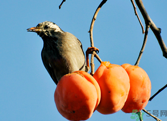 吃柿子會過敏嗎？過敏可以吃柿子嗎？