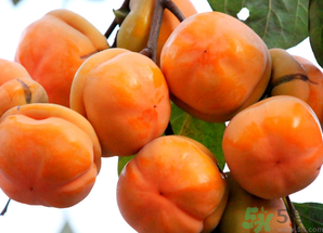 吃柿子會(huì)得結(jié)石嗎？吃柿子會(huì)結(jié)石嗎？