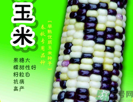 彩色玉米是轉(zhuǎn)基因嗎？彩色玉米能吃嗎？