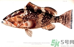 吃石斑魚(yú)會(huì)中毒嗎?石斑魚(yú)怎么處理 吃石斑魚(yú)會(huì)中毒嗎?石斑魚(yú)怎么處理