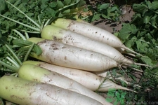 坐月子能吃白蘿卜嗎？坐月子吃白蘿卜好不好？