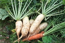 白蘿卜是熱性還是涼性？白蘿卜是酸性還是堿性？