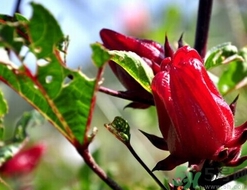 洛神果怎么吃？洛神果的功效與作用