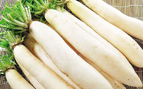 白蘿卜發(fā)芽還能吃嗎 白蘿卜可以放多久