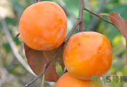 哺乳期可以吃柿子嗎？哺乳期能吃柿子嗎？