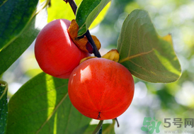 吃柿子會回奶嗎？哺乳期吃柿子會回奶嗎？