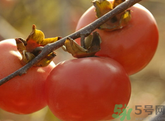 熟柿子能放冰箱嗎？熟柿子放冰箱冷凍嗎？