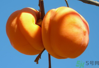 大柿子不能和什么同吃？大柿子和什么食物相克？