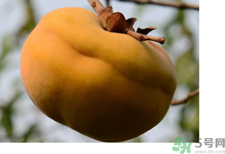 大柿子不能和什么同吃？大柿子和什么食物相克？