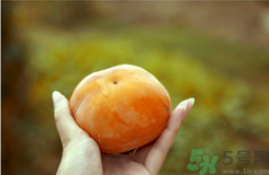 凍柿子和酸奶可以一起吃嗎？凍柿子和酸奶會中毒嗎？