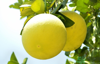 10月份吃什么水果好？十月份吃什么水果？