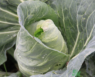 十月份種什么蔬菜？十月份適合種什么蔬菜？