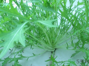 十月份種什么蔬菜？十月份適合種什么蔬菜？