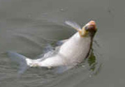秋天釣鯉魚(yú)用什么味型？秋季釣鯉魚(yú)餌料味型