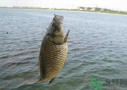 秋天釣魚用什么餌料？秋季釣魚用什么餌料好？