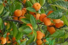 柿子變軟還能吃嗎？柿子變軟是壞了嗎？