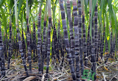 甘蔗可以止咳嗎？甘蔗可以治咳嗽嗎？