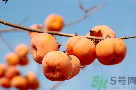 飯前吃脆柿子會(huì)變胖嗎？脆柿子吃多了會(huì)變胖嗎？