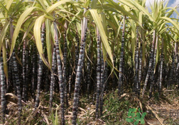 甘蔗是熱性還是涼性？甘蔗是是涼性的嗎？