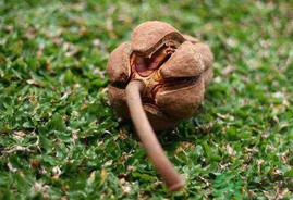 向天果怎么吃？向天果怎么吃效果好？