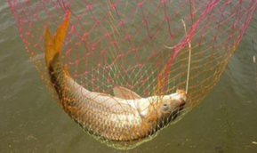 秋天釣鯉魚用什么餌料？秋天釣鯉魚餌料配方
