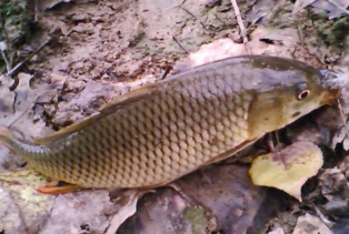 秋天釣鯉魚用什么餌料？秋天釣鯉魚餌料配方