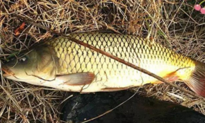 秋天釣鯉魚用什么餌料？秋天釣鯉魚餌料配方