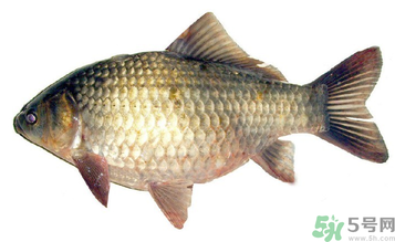 秋天釣鯽魚用什么餌料？秋天釣鯽魚用什么味餌？