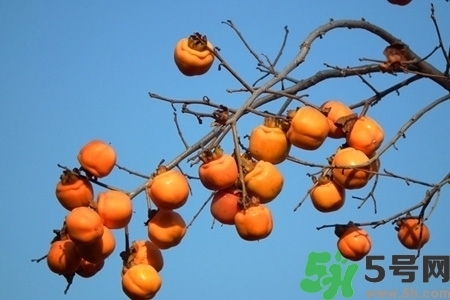 脆柿子是怎么做好吃？脆柿子的制作方法