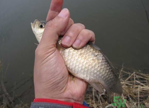 秋天釣鯽魚用什么餌料？秋天釣鯽魚用什么味餌？