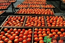 脆柿子是怎么做好吃？脆柿子的制作方法