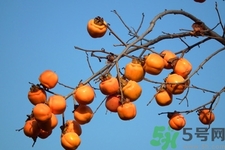 軟柿子和硬柿子能經(jīng)常吃嗎？脆柿子和軟柿子的區(qū)別