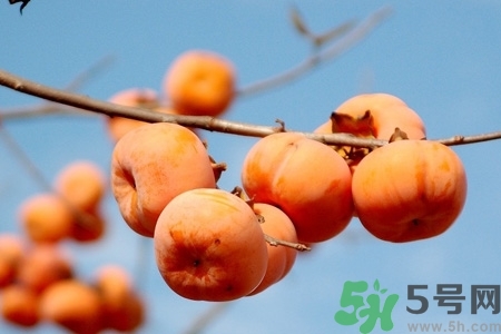 軟柿子和硬柿子能經(jīng)常吃嗎？脆柿子和軟柿子的區(qū)別