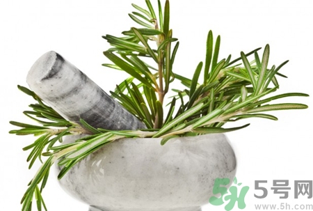 迷迭香的營(yíng)養(yǎng)價(jià)值 迷迭香的功效與作用