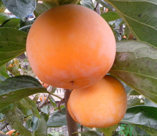 新鮮柿子怎么吃？新鮮柿子怎么吃好？