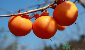 新鮮柿子怎樣去澀？硬柿子怎樣去澀？