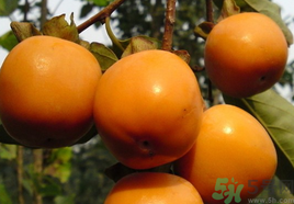 新鮮柿子怎樣去澀？硬柿子怎樣去澀？