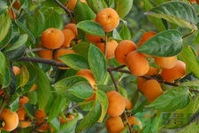 吃柿子喝酸奶會(huì)中毒嗎？吃柿子可以喝酸奶嗎？