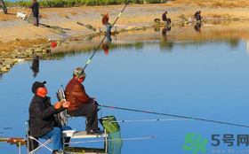 秋天釣鯉魚用什么味型？秋季釣鯉魚餌料味型